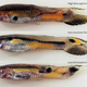 Illustration for article titled Male guppies have kept the same color for half a million years just to keep females happy